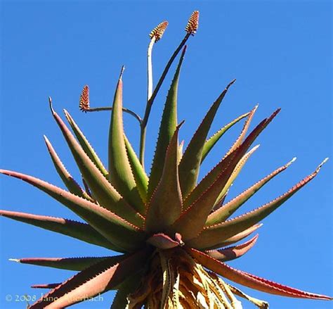 Cape aloe (Aloe ferox) | The flower spikes typically branch … | Flickr