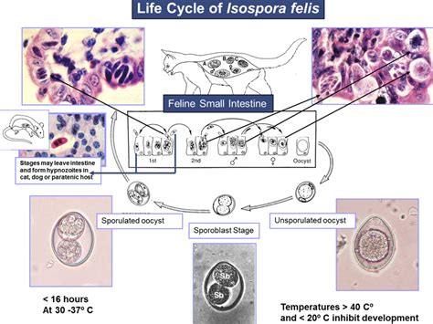 What Are The Symptoms Of Coccidia In Puppies