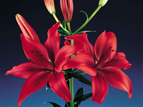 Red Lilies Flowers Wallpapers