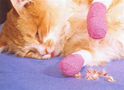 Life with Ragdolls: Onychectomy/The Truth About Declawing Your Cat