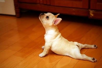 Awaken the Animal - Basic Yoga Stretches for the Morning