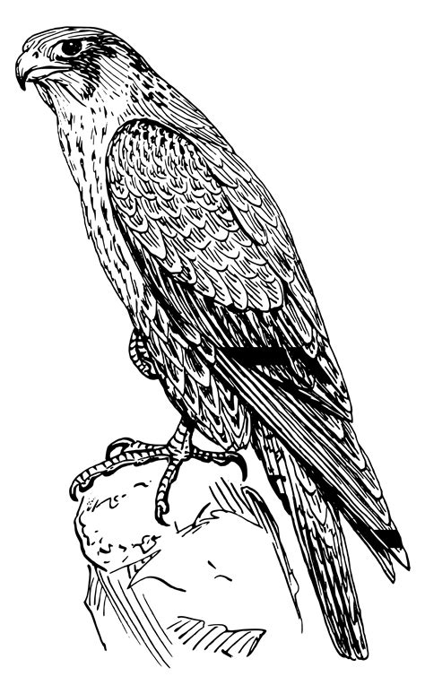 Falcon clipart web image – Clipartix