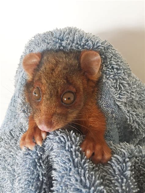 Our Local Possums – Who Are They? Part 1 - Tamborine Bulletin