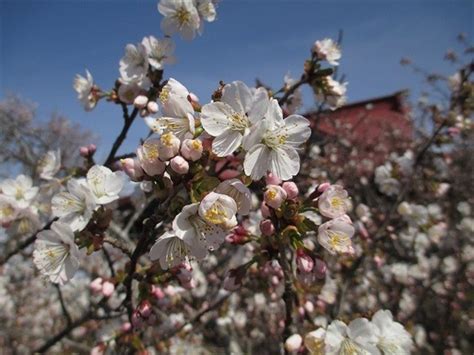 Hokkaido's Cherry Blossoms|Top 8 Cherry Blossom Spots Chosen by ...