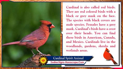 Cardinal Bird Meaning / Since cardinal is a resident bird, it is around ...