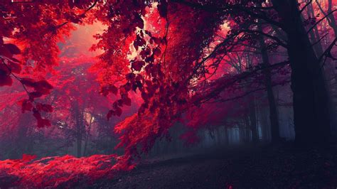 Red Nature Wallpapers on WallpaperDog