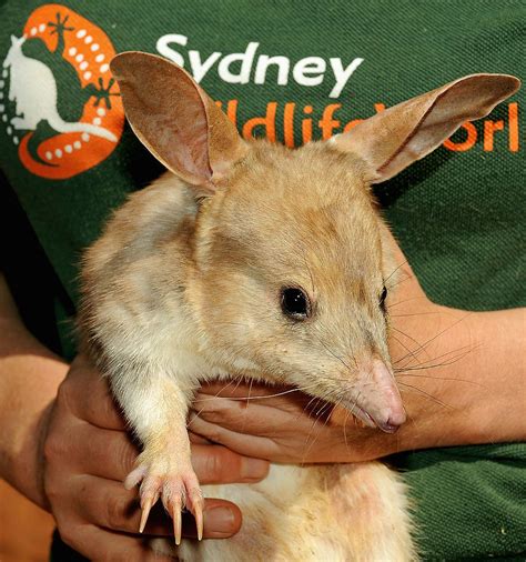 Meet the Bilby! 5 Fast Facts About This Adorable Australian Animal