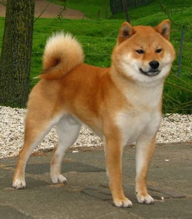 Shiba Inu World: Shiba Inu Height - How Tall Does the Shiba Inu Get?