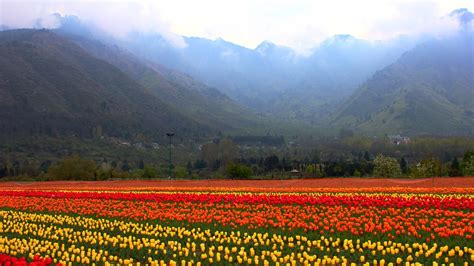 Srinagar’s tulip garden opens: dates, timings | Condé Nast Traveller India