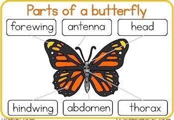 Label the butterfly / parts of a butterfly worksheet | Butterfly ...