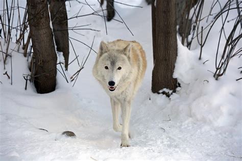 Arctic Tundra Wolf