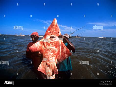 Shovelnose shark hi-res stock photography and images - Alamy