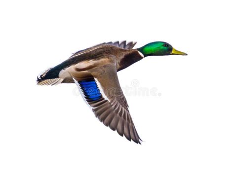 Flying duck stock photo. Image of wing, color, duck, colors - 4433132