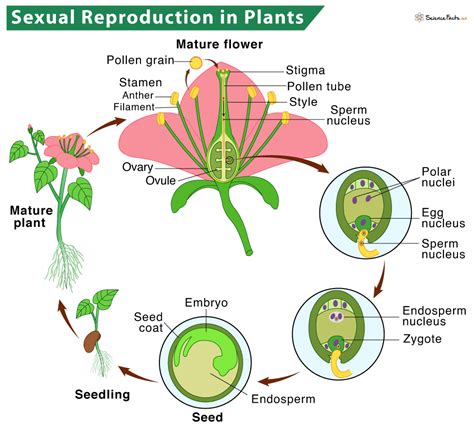 Reproduction in Plants: Description, Types, and Diagram