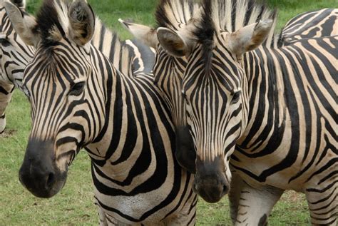 #Mauritius #wildlife #zebra #travel #wanderlust #safari | Zebra, Travel inspiration, Safari