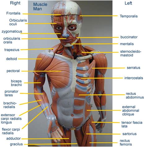 Diagram Of The Human Torso Model Human Body Diagram Torso Muscles 138840 | The Best Porn Website