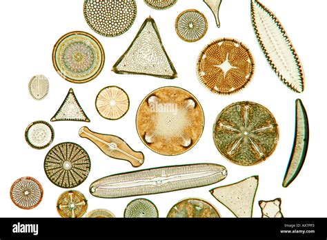 A selection of diatom species showing variety in shape and detail ...