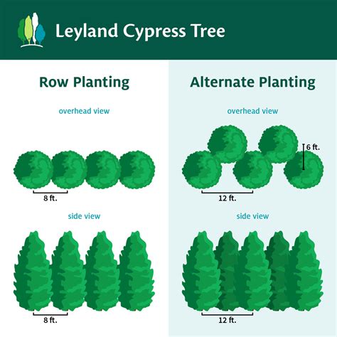 Leyland Cypress Trees for Sale – FastGrowingTrees.com