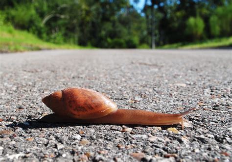 Snail Crossing, Spring Creek Greenway, Humble, Texas 13092… | Flickr