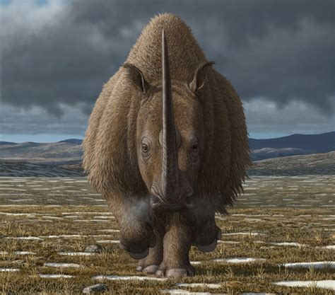 Human activity contributed to woolly rhinoceros’ extinction | Newsroom | University of Adelaide