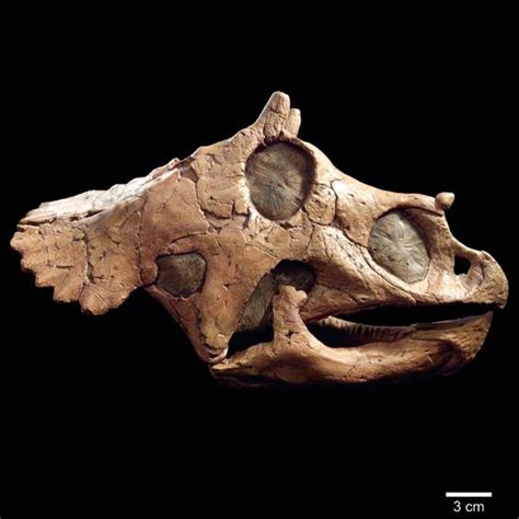 Fossil.Ceratopsian by the looks of it,possibly Protoceratops | Ancient ...