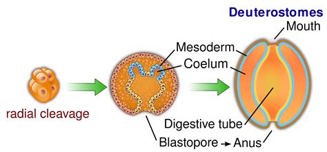 Deuterostomes: Definition, Characteristics, Examples