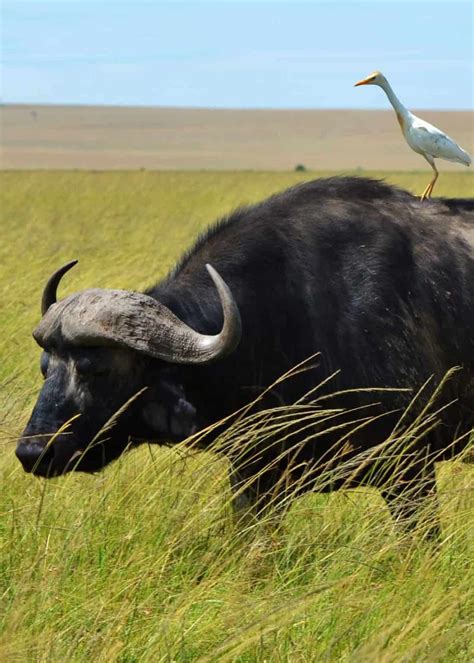 23 African Cape Buffalo Facts (Syncerus caffer) | Storyteller Travel