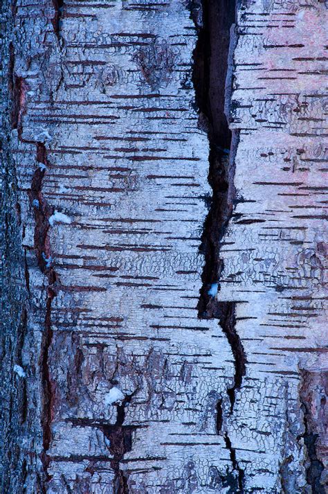 Abstract Birch Tree Bark Pattern In Winter Photograph by Olaf Broders