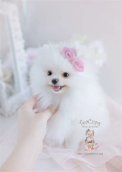 Tiny Teacup Pomeranian Puppies | Teacups, Puppies & Boutique