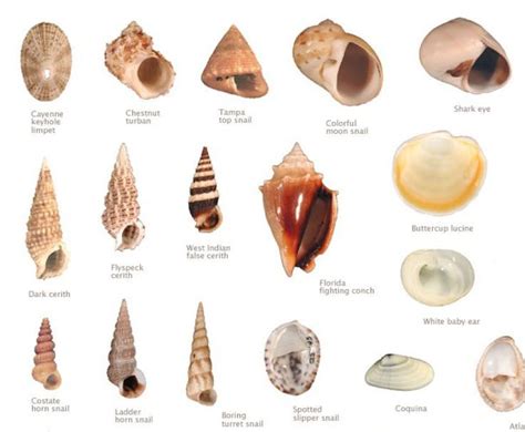 different names of seashells - Google Search | Summer Decor ☀️ | Pinterest | Of, Shells and ...