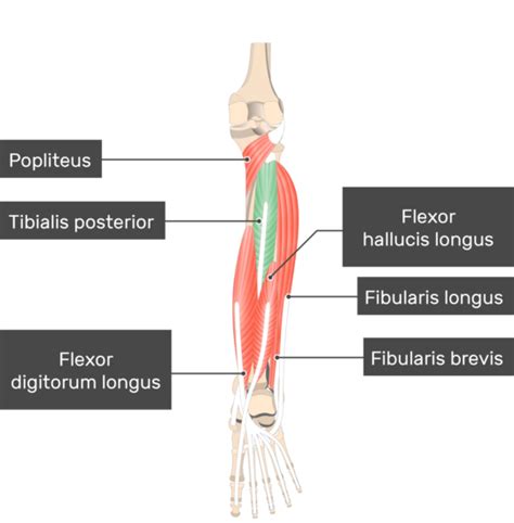 Leg Muscle Diagram Posterior Tibialis Posterior Muscle Attachments | Images and Photos finder