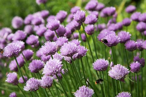 Flowers Of Chives Photograph by Roel Meijer - Fine Art America