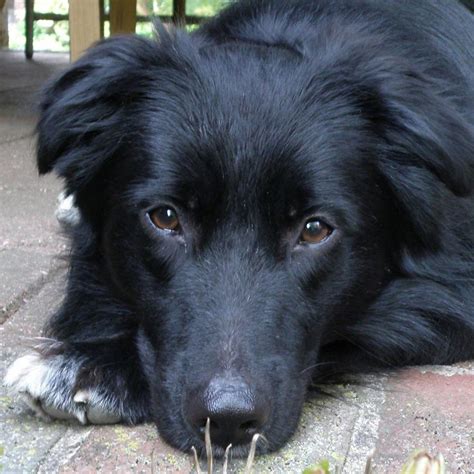 Diggs, my black-bi Aussie, posing for the camera. : WiggleButts