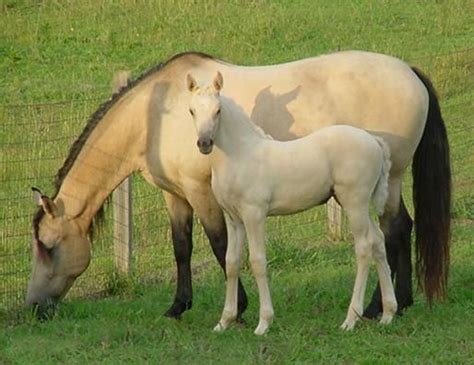 Buckskin mare with palomino foal | Baby horses, Horses, Pretty horses