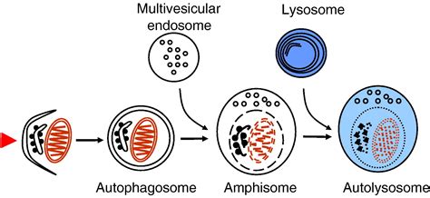 Autophagy: A lysosomal degradation pathway with a central role in health and disease – Choose Life