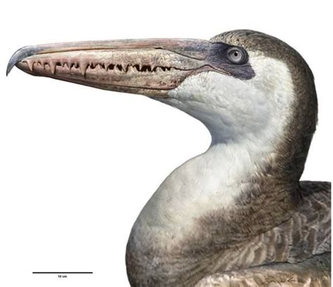 Pelagornis chilensis (visto por Peter Trusler), una enorme ave miocénica. Con una envergadura ...