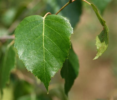 Silver Birch | Tree Seedling Cluster – The Jonsteen Company