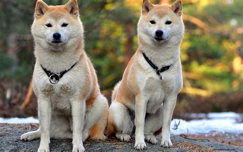 Shiba Inu - Puppies, Rescue, Pictures, Information, Temperament, Price ...