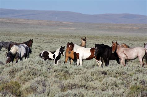 White Mountain HMA | Bureau of Land Management