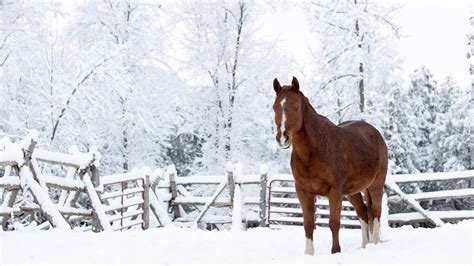 Brown Horse Is Standing On Snow Forest During Daytime HD Animals ...