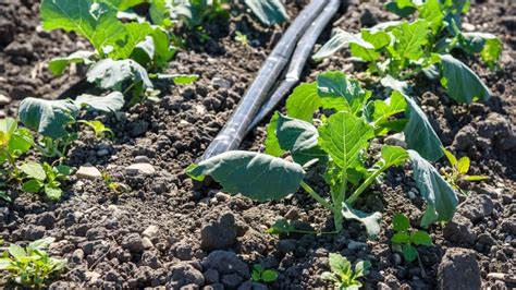 Cauliflower Plant Spacing: Boosting Your Homegrown Yield