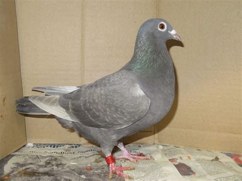 Racing Homer Pigeons ( Van Loon ) | Pigeontype