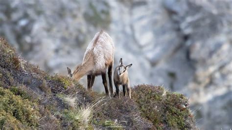 Wildlife Fotografie Graubünden | Canon EOS 90D + Tamron SP 150-600mm G2 ...