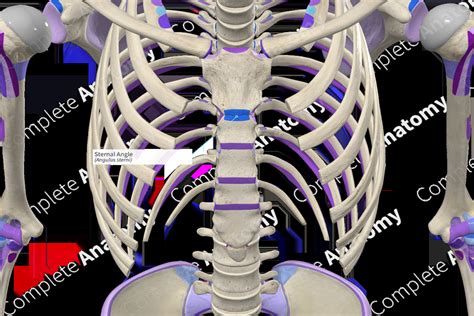 Sternal Angle | Complete Anatomy