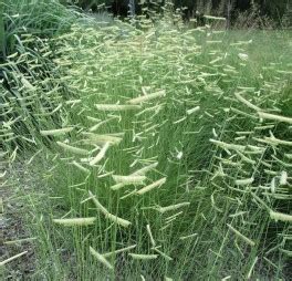 Blue Grama Grass | Shoal Creek Nursery LLC | Austin, TX