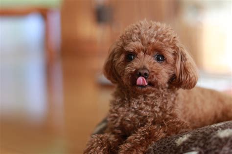 Chocolate Toy Poodle – Wow Blog