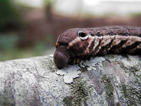 North American Caterpillar Identification | Owlcation