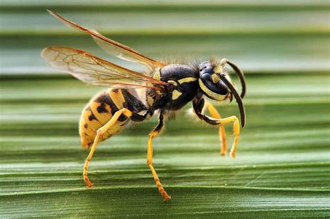 Wasp Quiz: Test Your Knowledge! - A-Z Animals