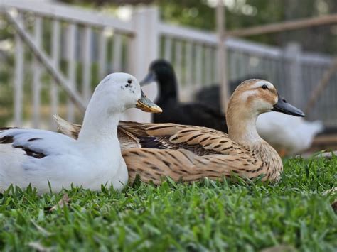 Pet Ducks: The Ultimate Guide to Keeping and Caring for Them