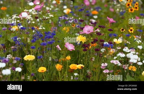 Garden kromeriz Stock Videos & Footage - HD and 4K Video Clips - Alamy